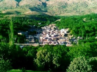درخت : ضامن حیات و مایه ثبات بشر